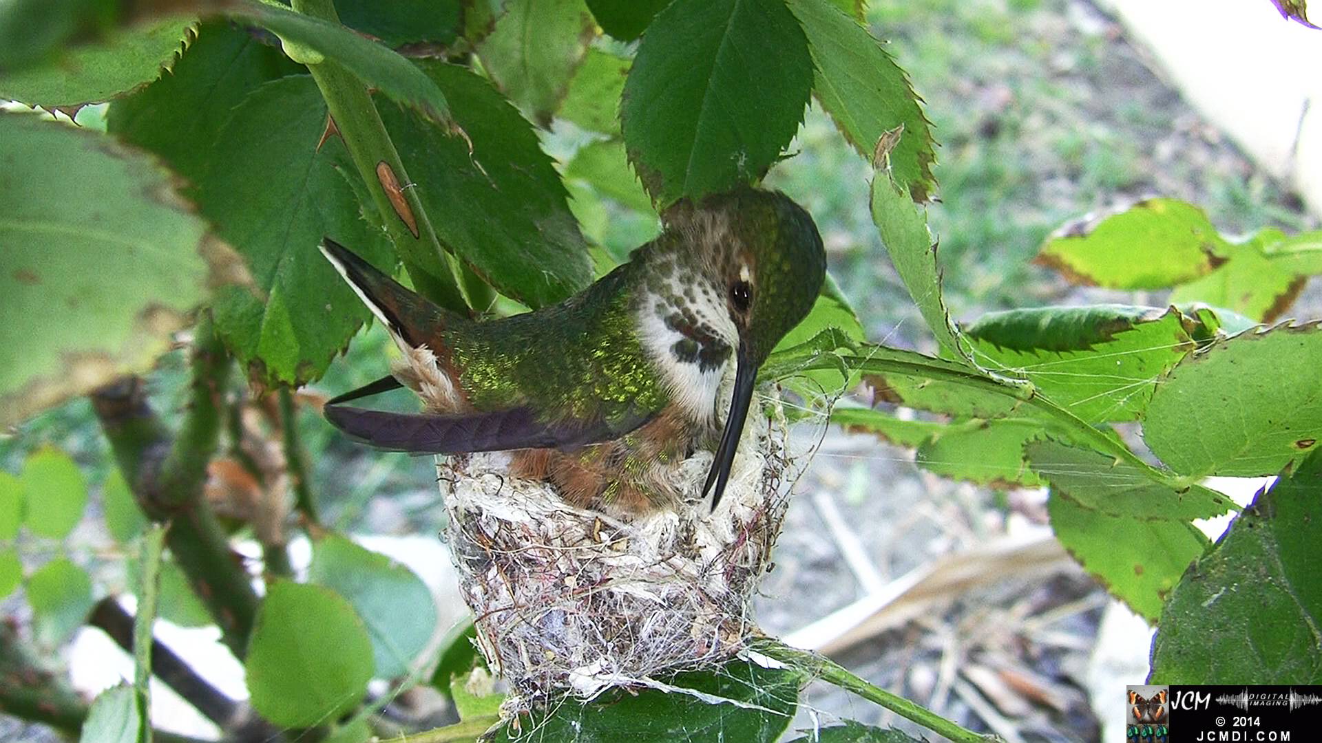 Allen's Hummingbird Nest HF100